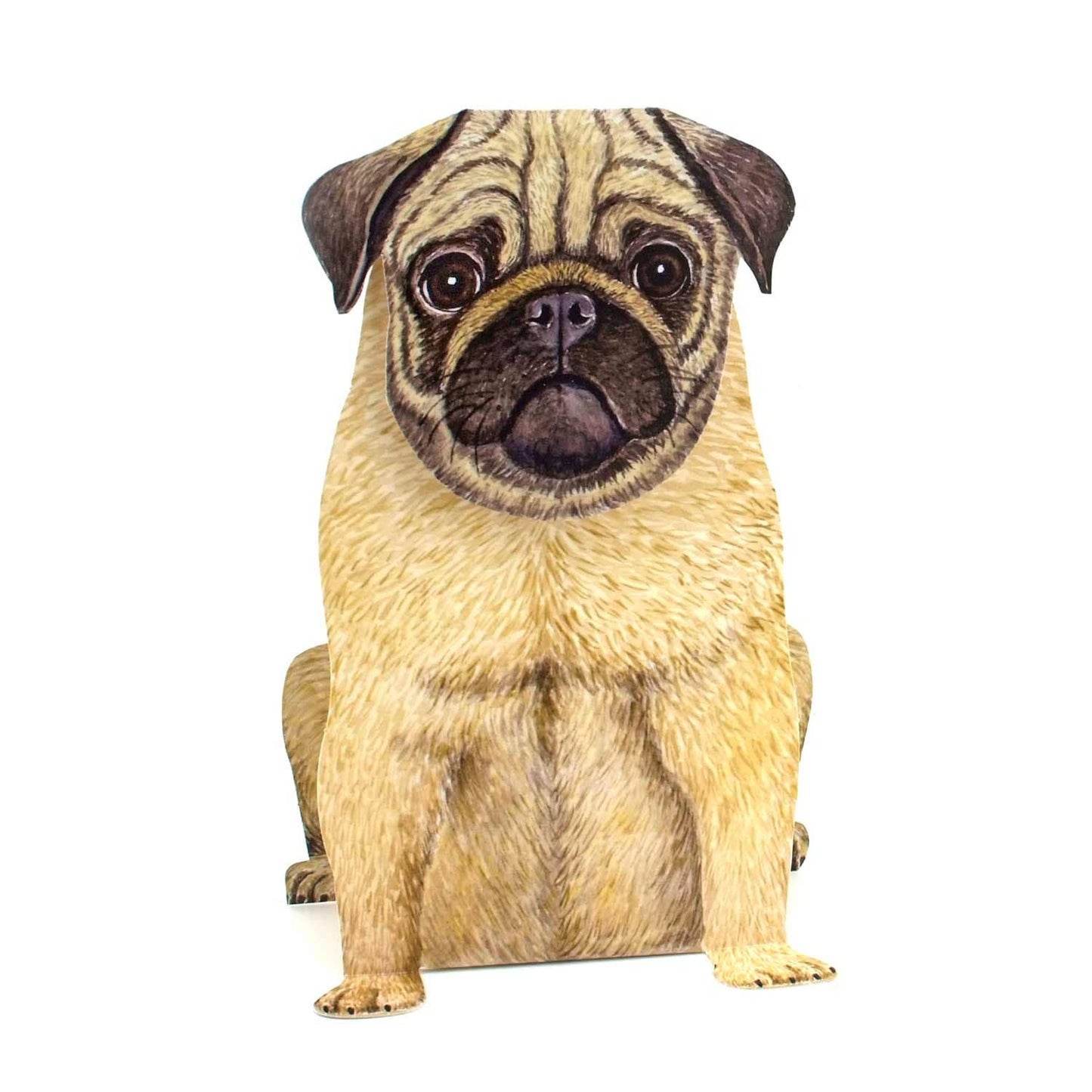 3D animal card pug