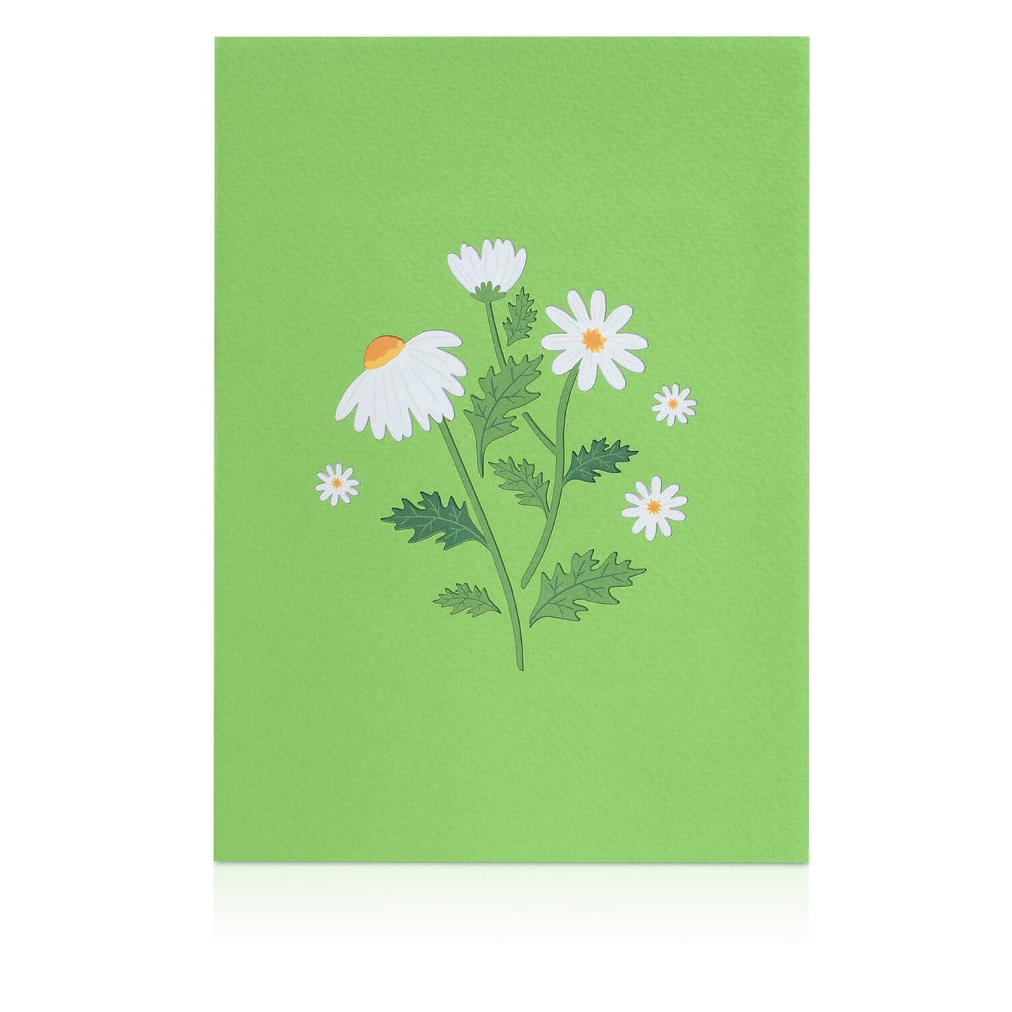 Gänseblümchen-Pop-up-Karte mit Schmetterling